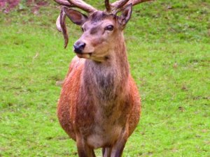 Cerf.
ldd